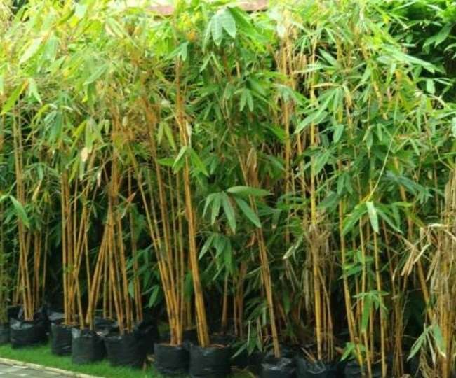 27_08_2021-bamboo_cultivation__21966644-1
