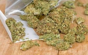 ganja